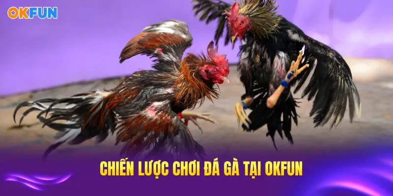 Chiến lược chơi đá gà OKFUN thông minh mang lại thành công